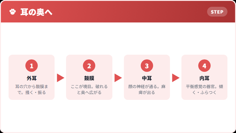 耳は3つの部屋に分かれている