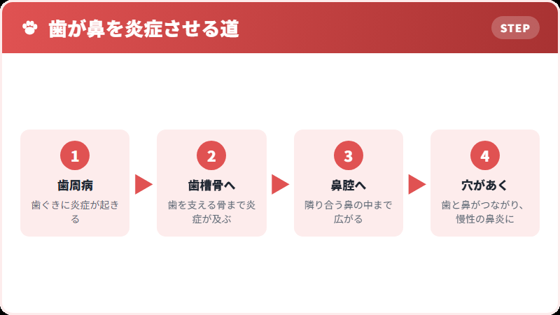 歯から鼻へ