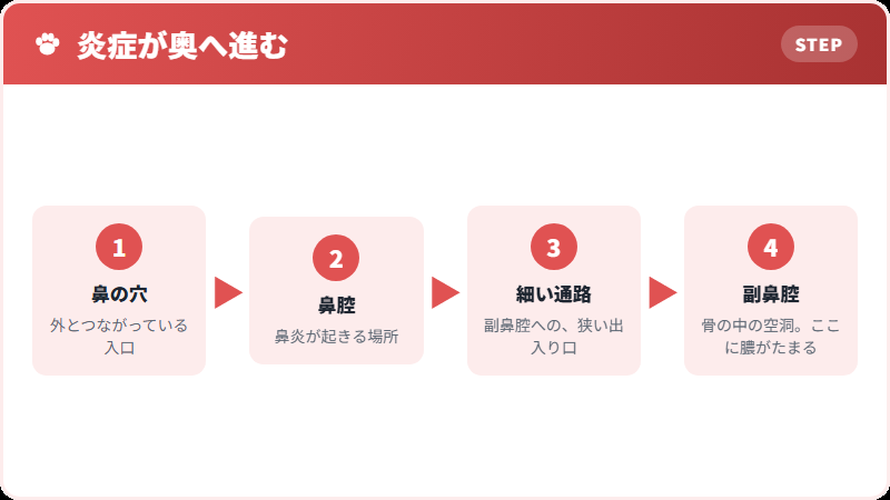 副鼻腔はどこにあるか