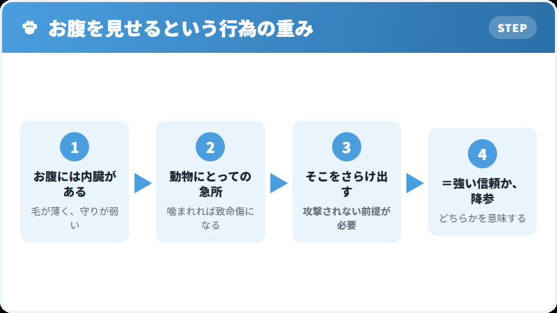 お腹が急所である理由の解説