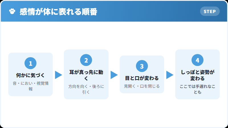 耳が感情を映す速さの解説