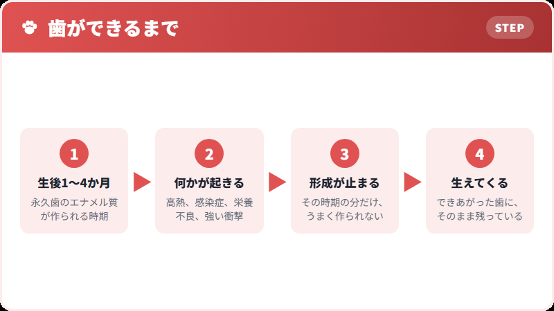 エナメル質が作られる時期