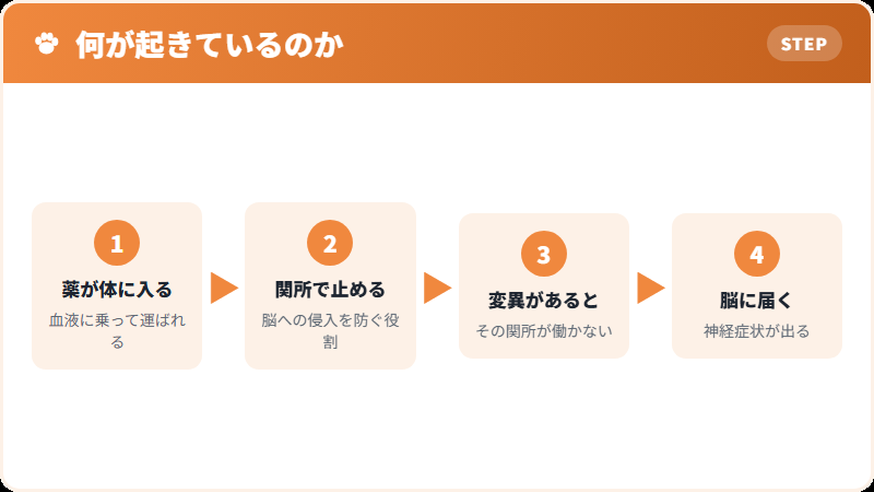 MDR1遺伝子の役割