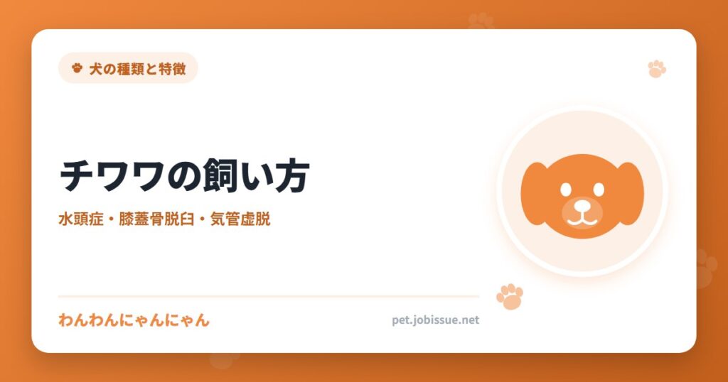 チワワの飼い方