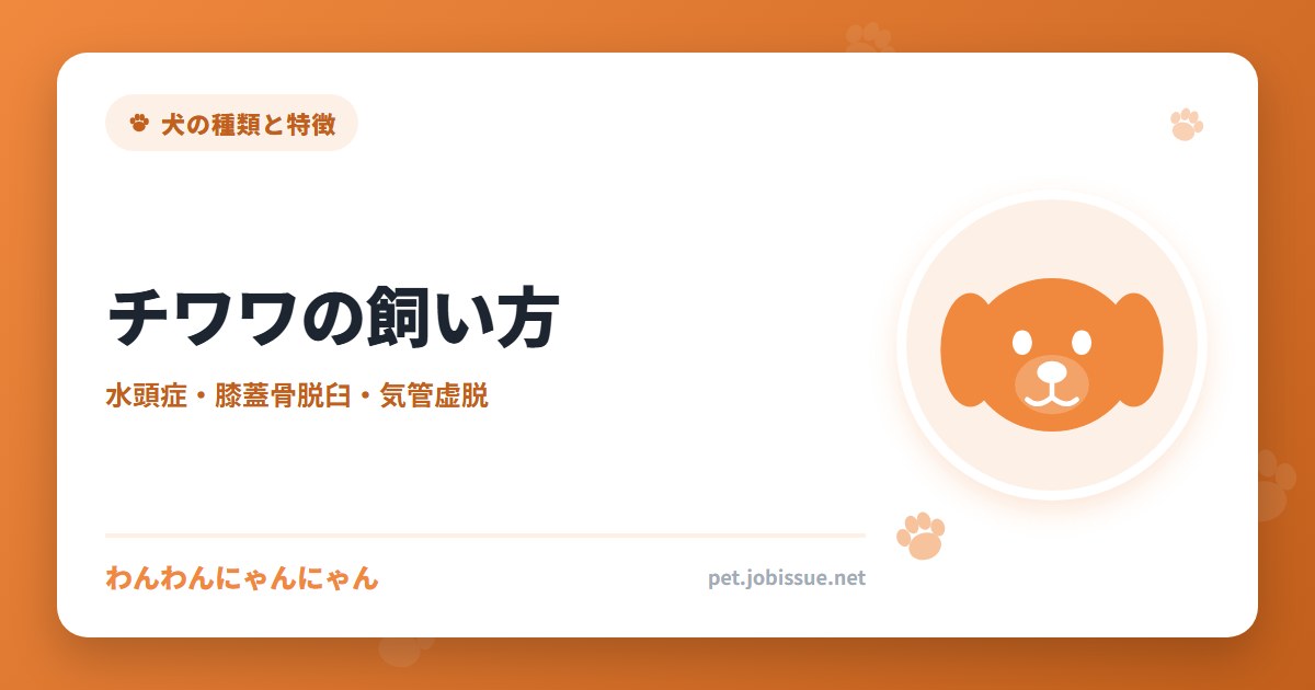 チワワの飼い方