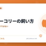 ボーダーコリーの飼い方