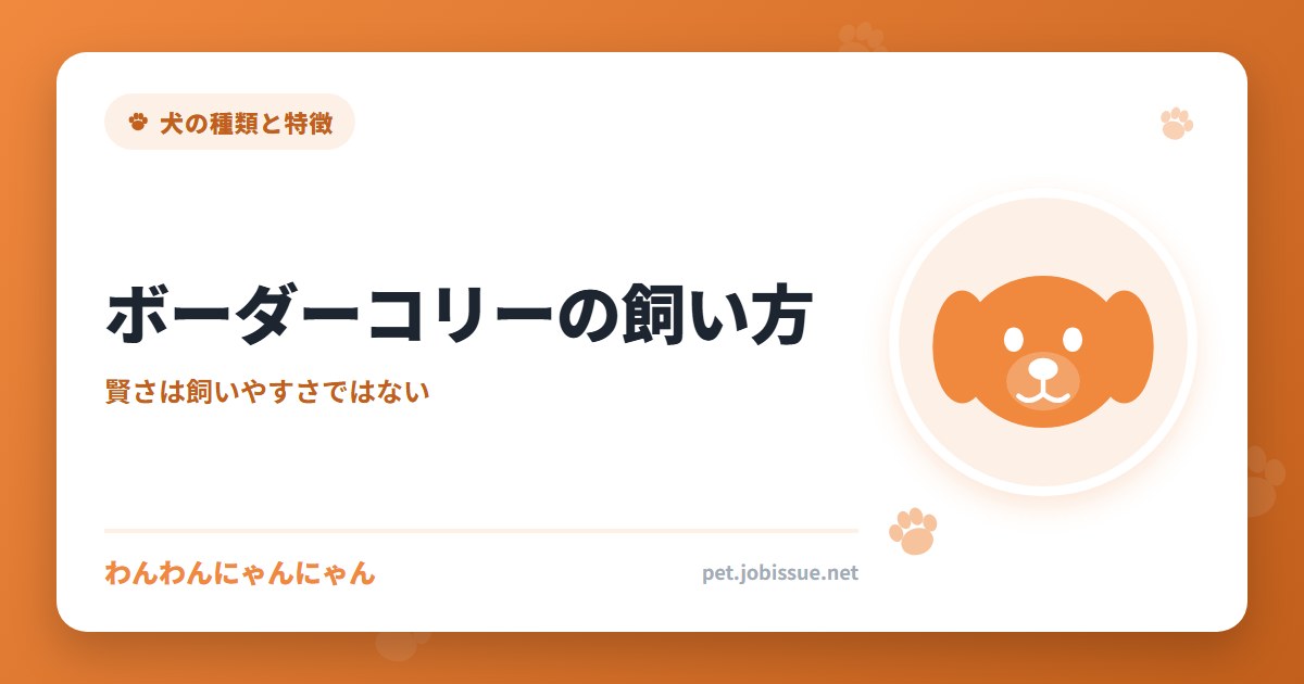 ボーダーコリーの飼い方