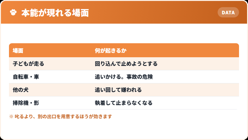 牧羊本能が家庭で出るとき