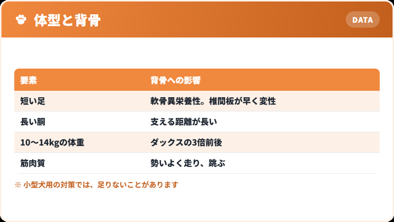 コーギーの体型が背骨にかける負荷