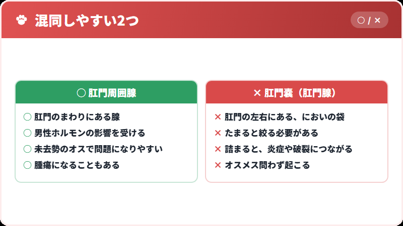 肛門周囲腺と肛門嚢の違い