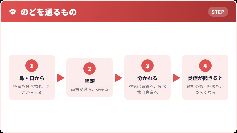 のどの構造