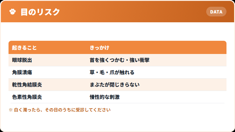 ペキニーズの目が傷つきやすい理由