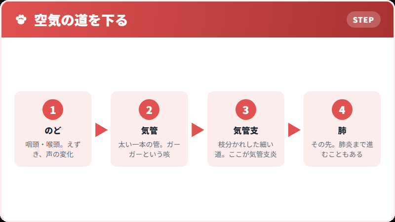 気道の深さと、咳の出どころ