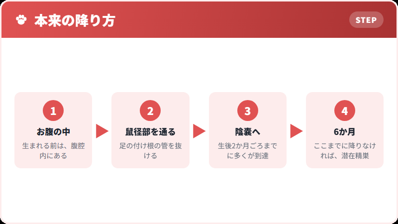 精巣が降りてくる道すじ