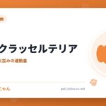 ジャックラッセルテリア
