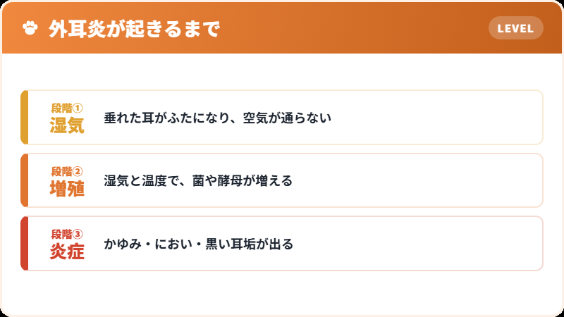 垂れ耳のなかで起きていること