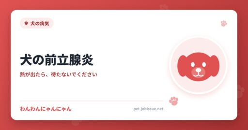 犬の前立腺炎