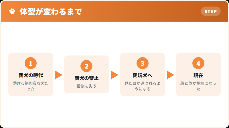 ブルドッグの体型が変わってきた過程