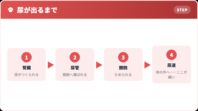 尿道という通り道