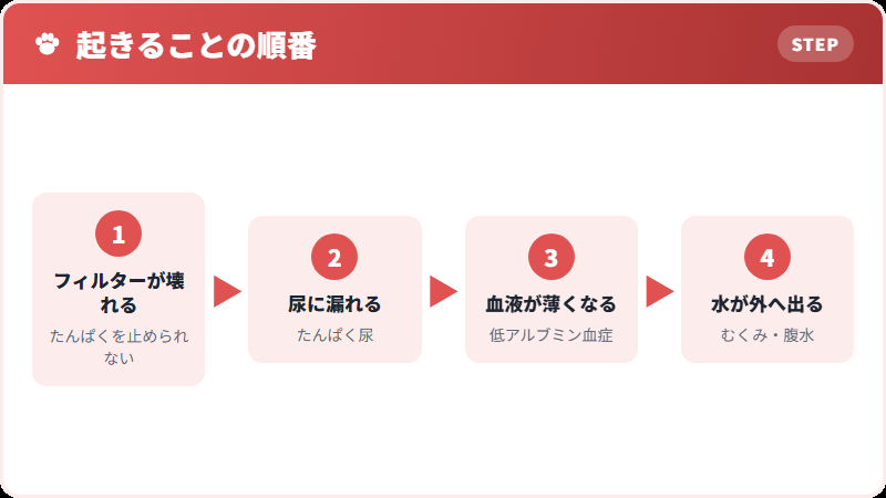 たんぱくが漏れてから、むくみまで