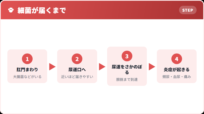 細菌が入る道すじ