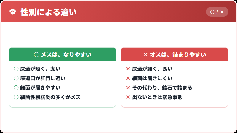 メスとオスの違い