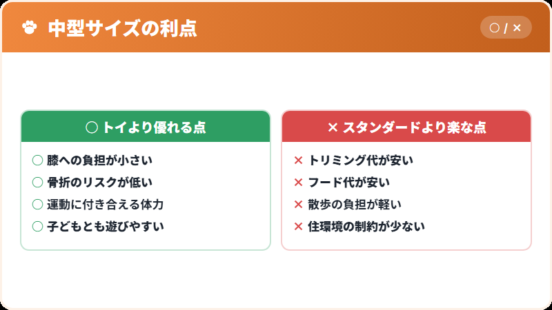 ミディアムプードルのバランスの良さを示した比較