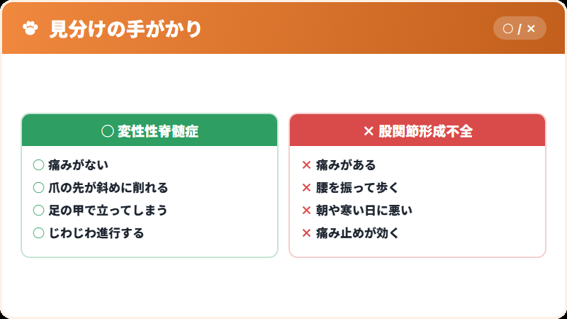 変性性脊髄症と股関節形成不全の違い