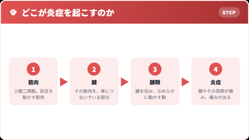 腱と、それを包む鞘
