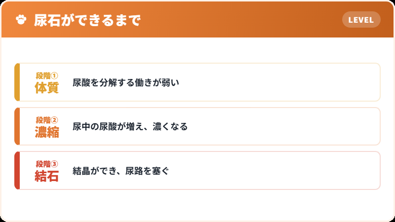 尿酸代謝の違い