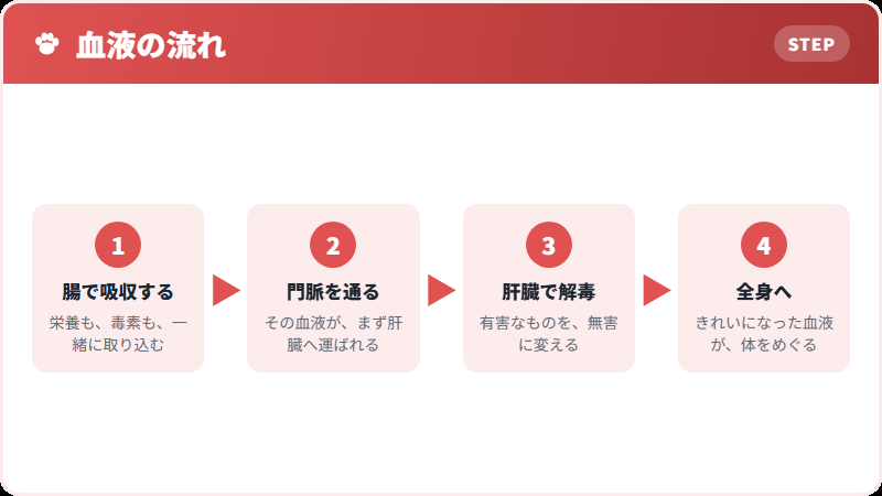 肝臓を迂回するということ