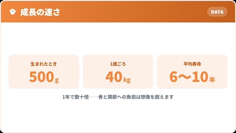 バーニーズの成長の速さ