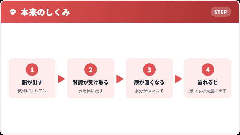 抗利尿ホルモンの働き