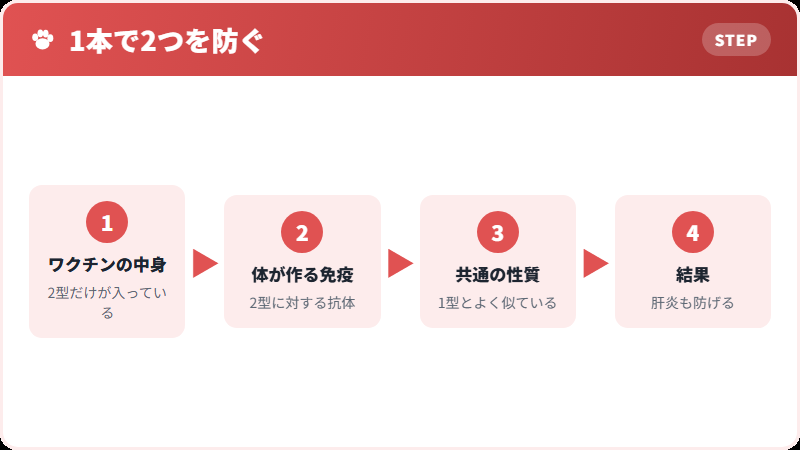 交差免疫のしくみ