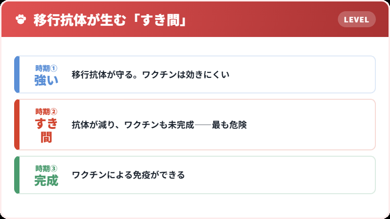 移行抗体とワクチンの関係