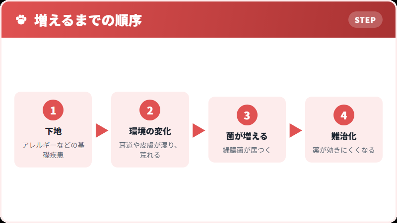 緑膿菌が増えるまでの順序