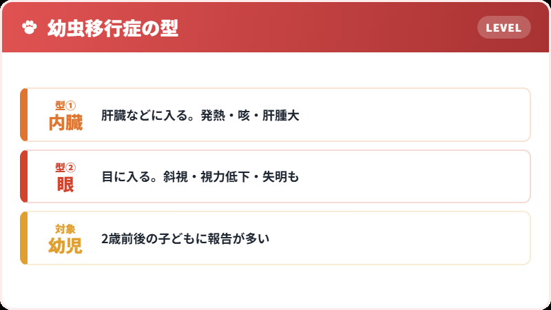 人への感染（幼虫移行症）