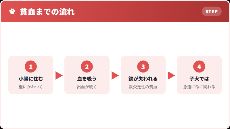 鉤虫が起こすこと