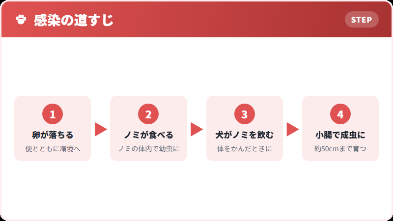 ノミを介した感染の流れ