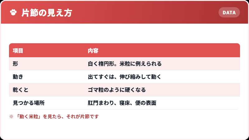 片節という見た目