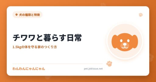 チワワと暮らす日常