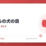7歳からの犬の目