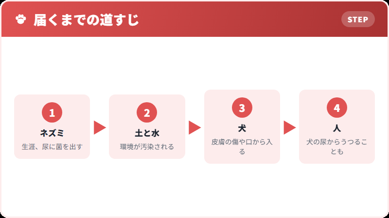 レプトスピラの感染経路