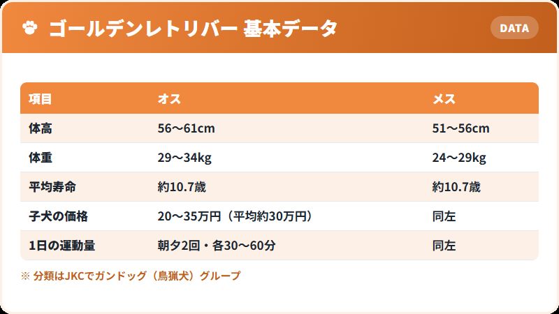 ゴールデンレトリバーの基本データ 体高・体重・寿命・価格の一覧