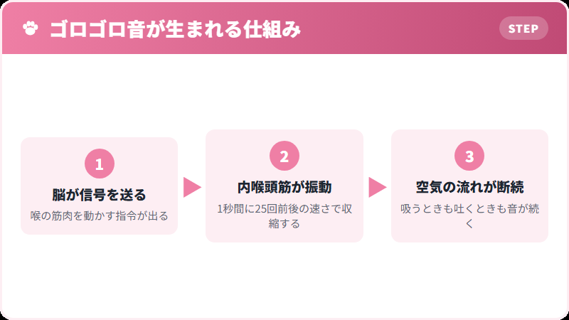 猫がゴロゴロ音を出す仕組みの図解