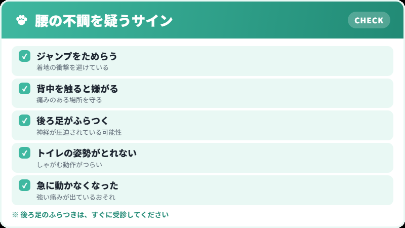 マンチカンの腰の不調サイン チェックリスト
