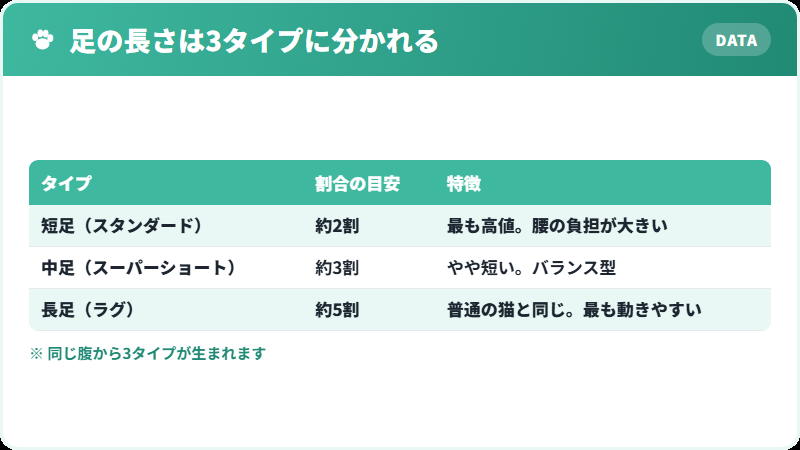 マンチカンの足の長さ3タイプを比較した図