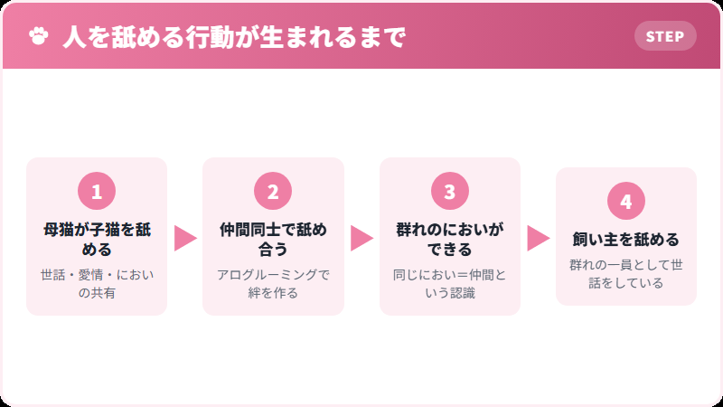 猫のアログルーミング（社会的毛づくろい）の意味