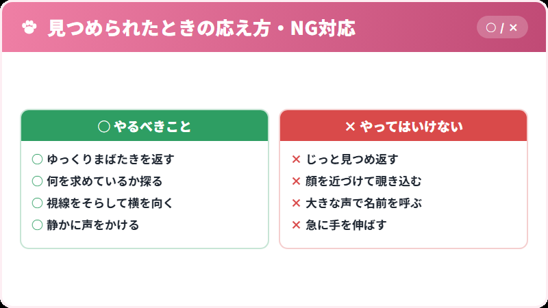 猫に見つめられたときの正しい応え方とNG対応