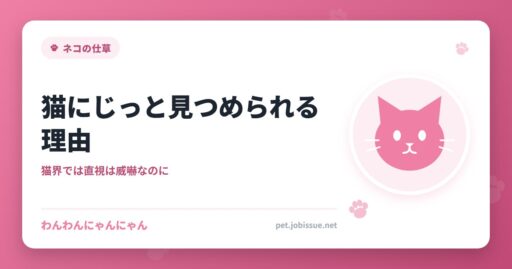 猫にじっと見つめられる理由